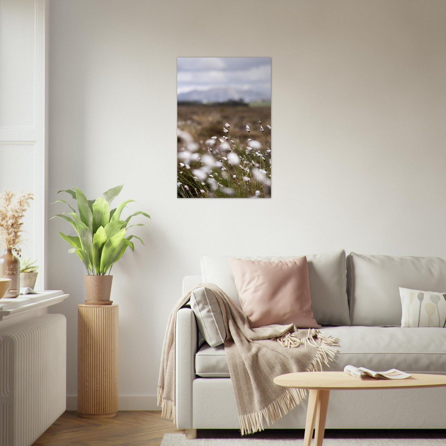 Fotografi av myrull i en myr på Sunnmøre. Poster - Plakat