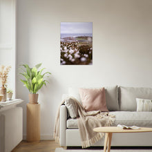 Last inn bildet i Galleri-visningsprogrammet, Fotografi av myrull tatt langs kysten på sunnmøre. Plakat - Poster 60 x 80
