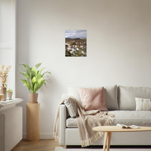 Last inn bildet i Galleri-visningsprogrammet, Fotografi av myrull i en myr på Sunnmøre. Poster - Plakat
