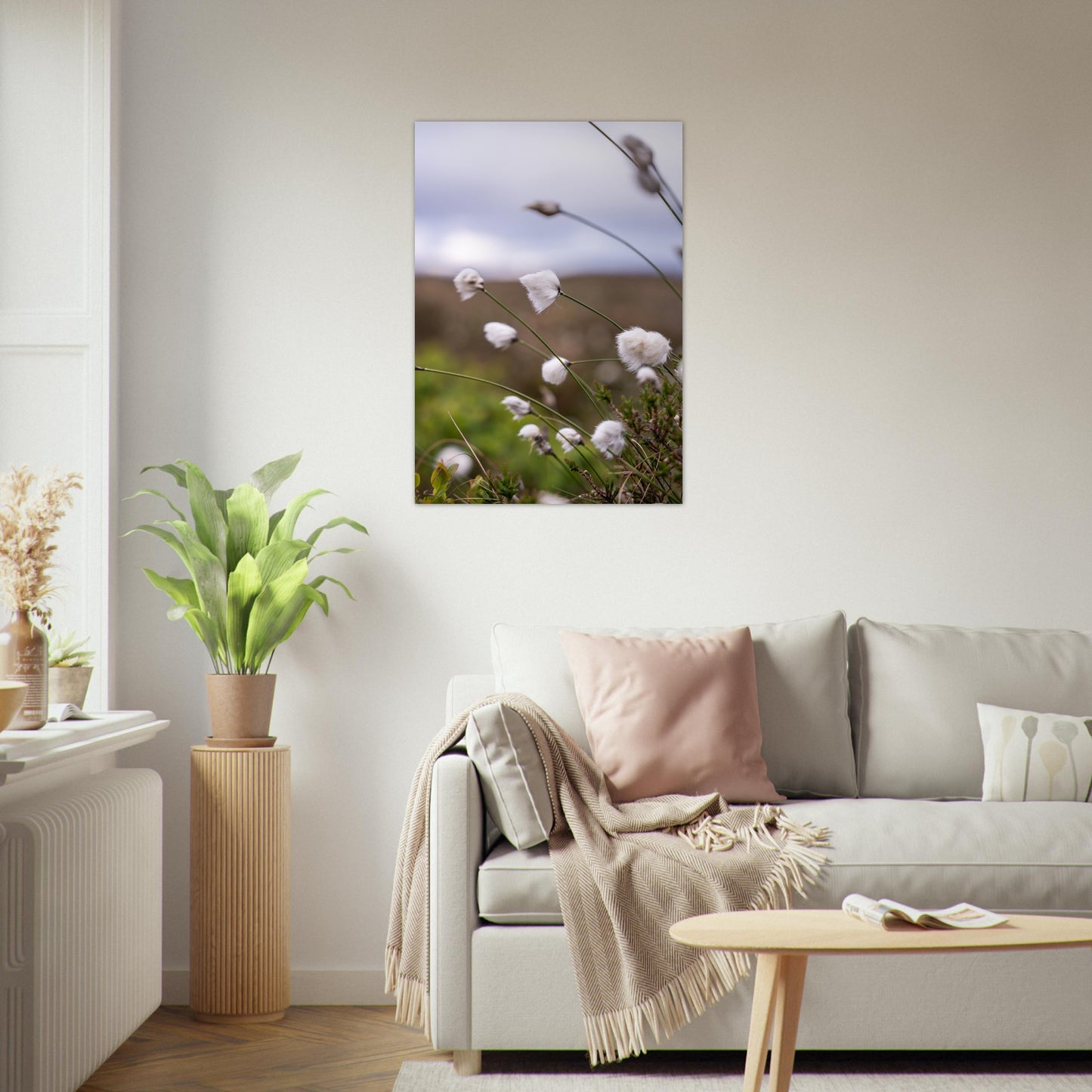 Fotografi - Nærbilde av myrull fra en myrullsmyr på Sunnmøre. Poster - Plakat. 70 x 100