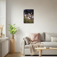 Last inn bildet i Galleri-visningsprogrammet, Fotografi av myrull - poster - plakat 50x70
