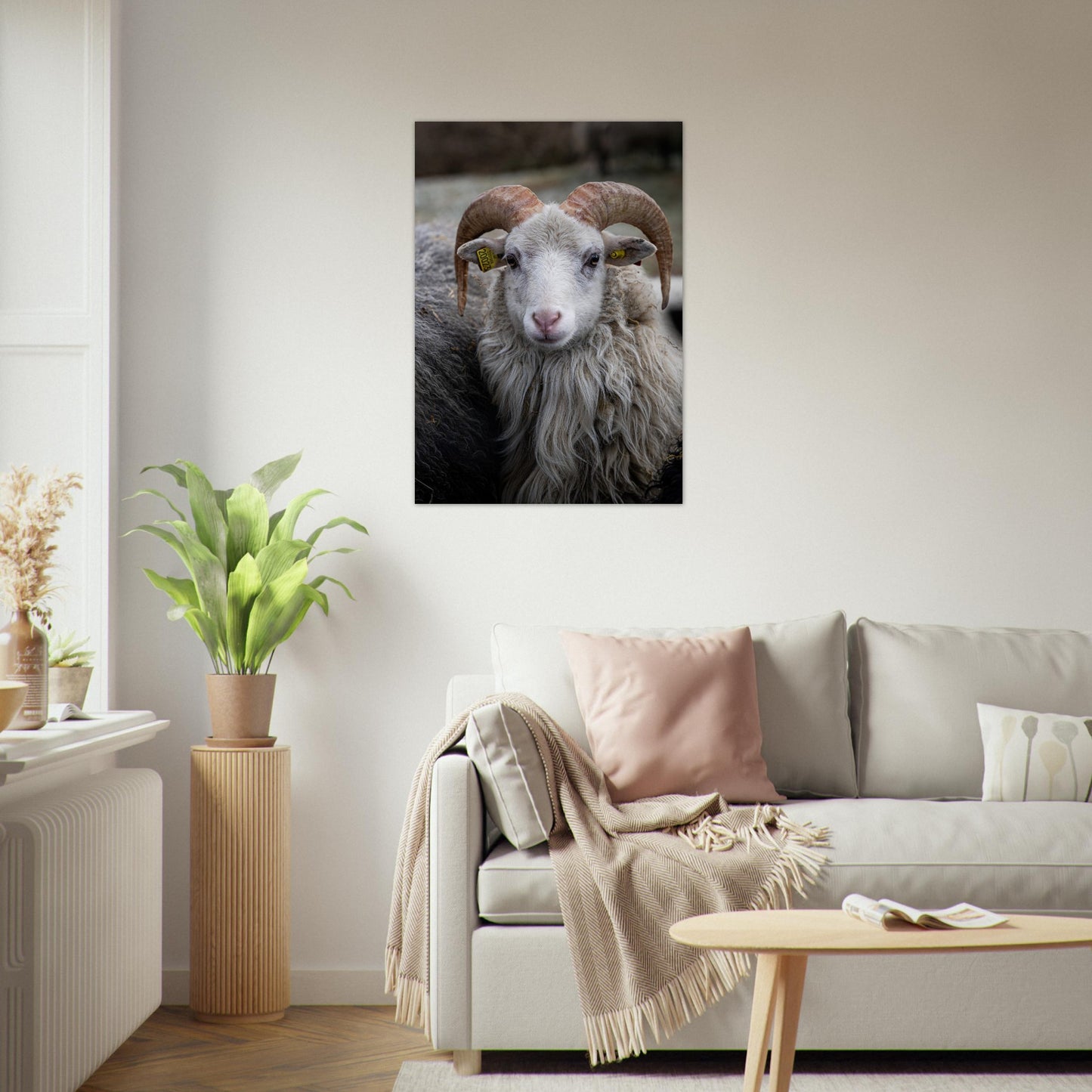 Norsk Villsau - Fotokunst - Plakat - poster - fotografi'