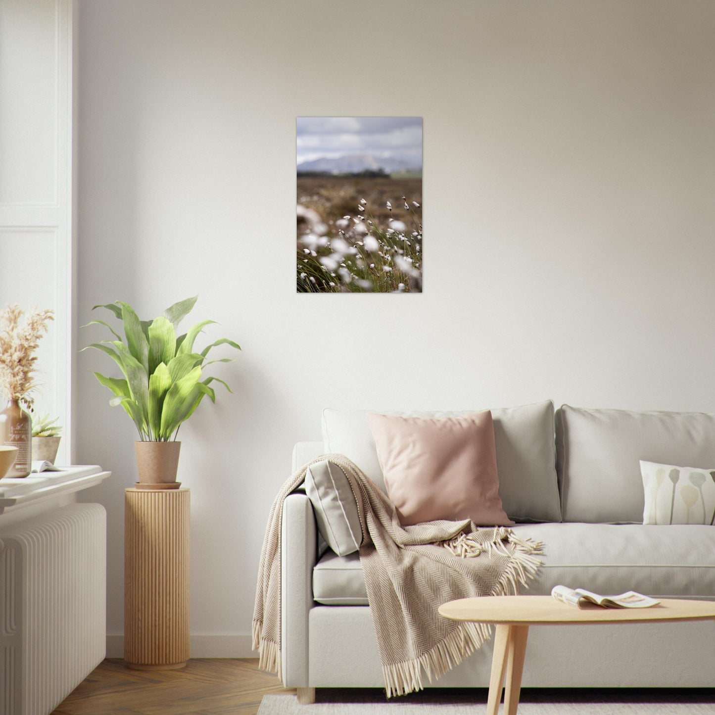 Fotografi av myrull i en myr på Sunnmøre. Poster - Plakat