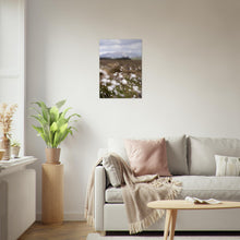 Last inn bildet i Galleri-visningsprogrammet, Fotografi av myrull i en myr på Sunnmøre. Poster - Plakat
