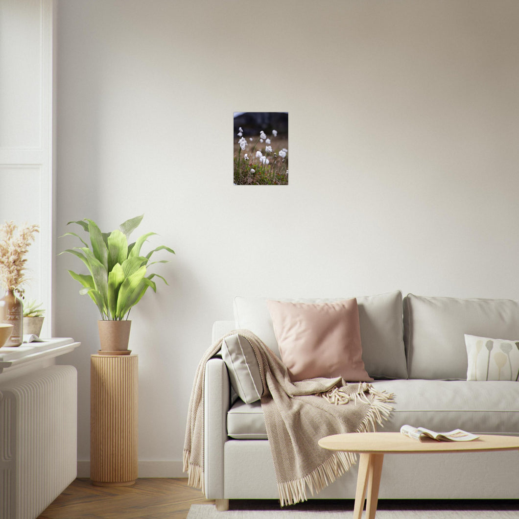 Fotografi av myrull - poster - plakat 30x40