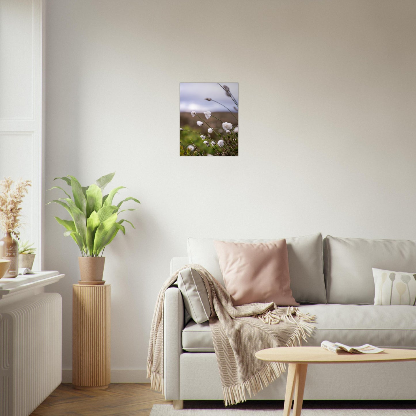 Fotografi - Nærbilde av myrull fra en myrullsmyr på Sunnmøre. Poster - Plakat. 40x50