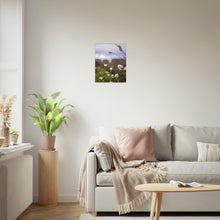 Last inn bildet i Galleri-visningsprogrammet, Fotografi - Nærbilde av myrull fra en myrullsmyr på Sunnmøre. Poster - Plakat. 40x50
