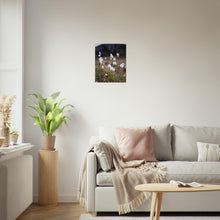Last inn bildet i Galleri-visningsprogrammet, Fotografi av myrull - poster - plakat 50x40
