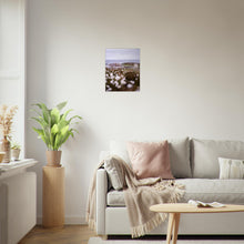 Last inn bildet i Galleri-visningsprogrammet, Fotografi av myrull tatt langs kysten på sunnmøre. Plakat - Poster - 40 x 50
