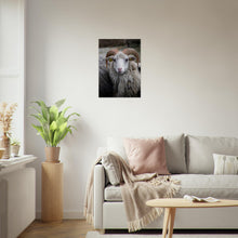 Last inn bildet i Galleri-visningsprogrammet, Norsk Villsau - Fotokunst - Plakat - poster - fotografi
