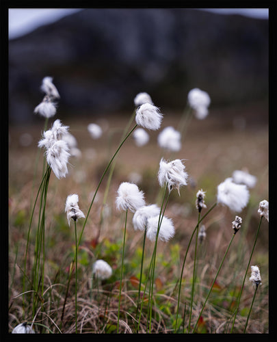 Fotografi av myrull