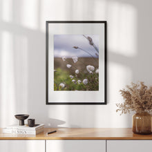 Last inn bildet i Galleri-visningsprogrammet, Fotografi - Nærbilde av myrull fra en myrullsmyr på Sunnmøre. Poster - Plakat.
