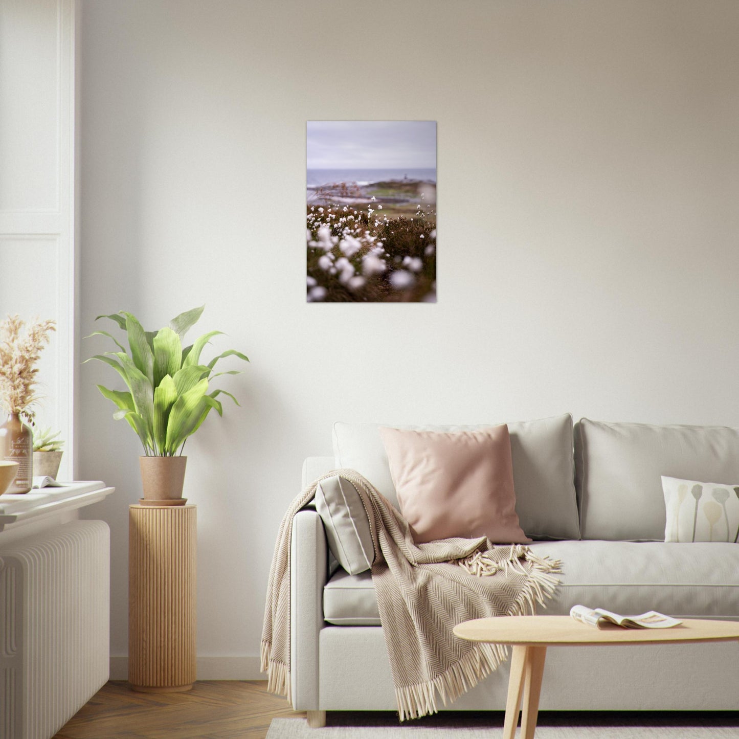 Fotografi av myrull tatt langs kysten på sunnmøre. Plakat - Poster - 50 x 70