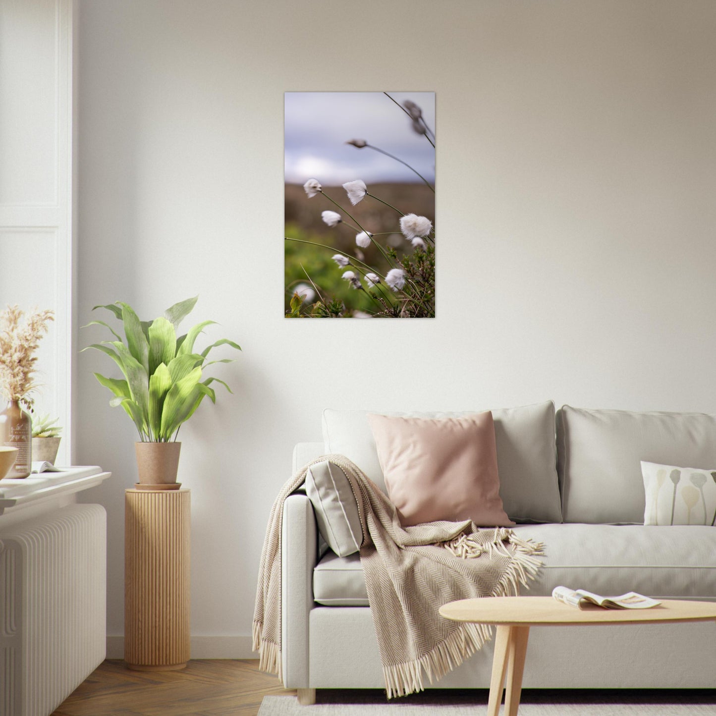 Fotografi - Nærbilde av myrull fra en myrullsmyr på Sunnmøre. Poster - Plakat. 60x90