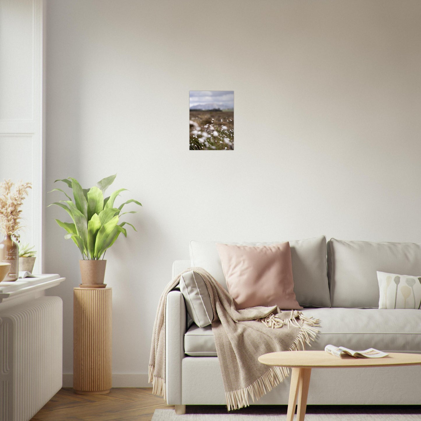 Fotografi av myrull i en myr på Sunnmøre. Poster - Plakat - Strå