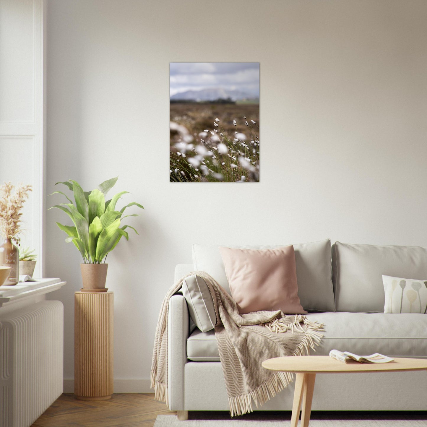 Fotografi av myrull i en myr på Sunnmøre. Poster - Plakat