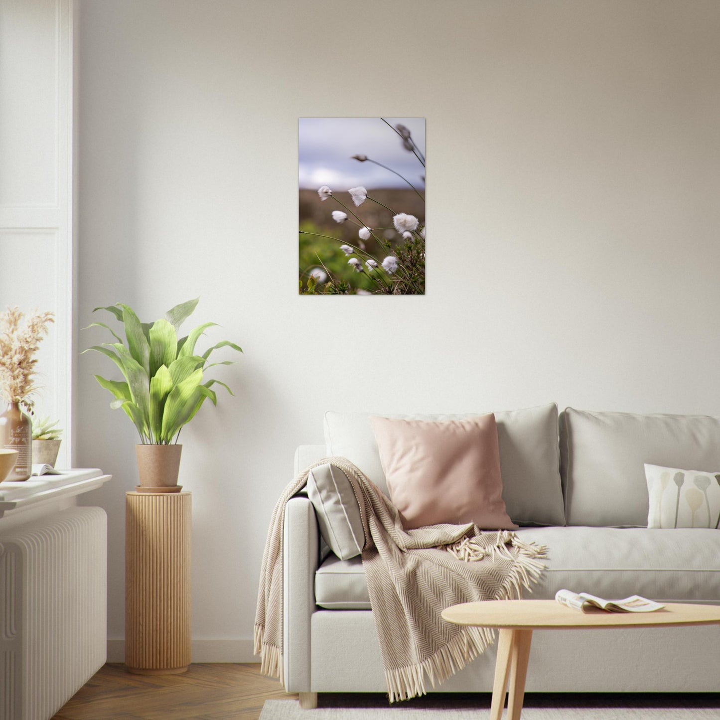Fotografi - Nærbilde av myrull fra en myrullsmyr på Sunnmøre. Poster - Plakat. 50x70