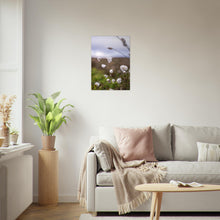Last inn bildet i Galleri-visningsprogrammet, Fotografi - Nærbilde av myrull fra en myrullsmyr på Sunnmøre. Poster - Plakat. 50x70
