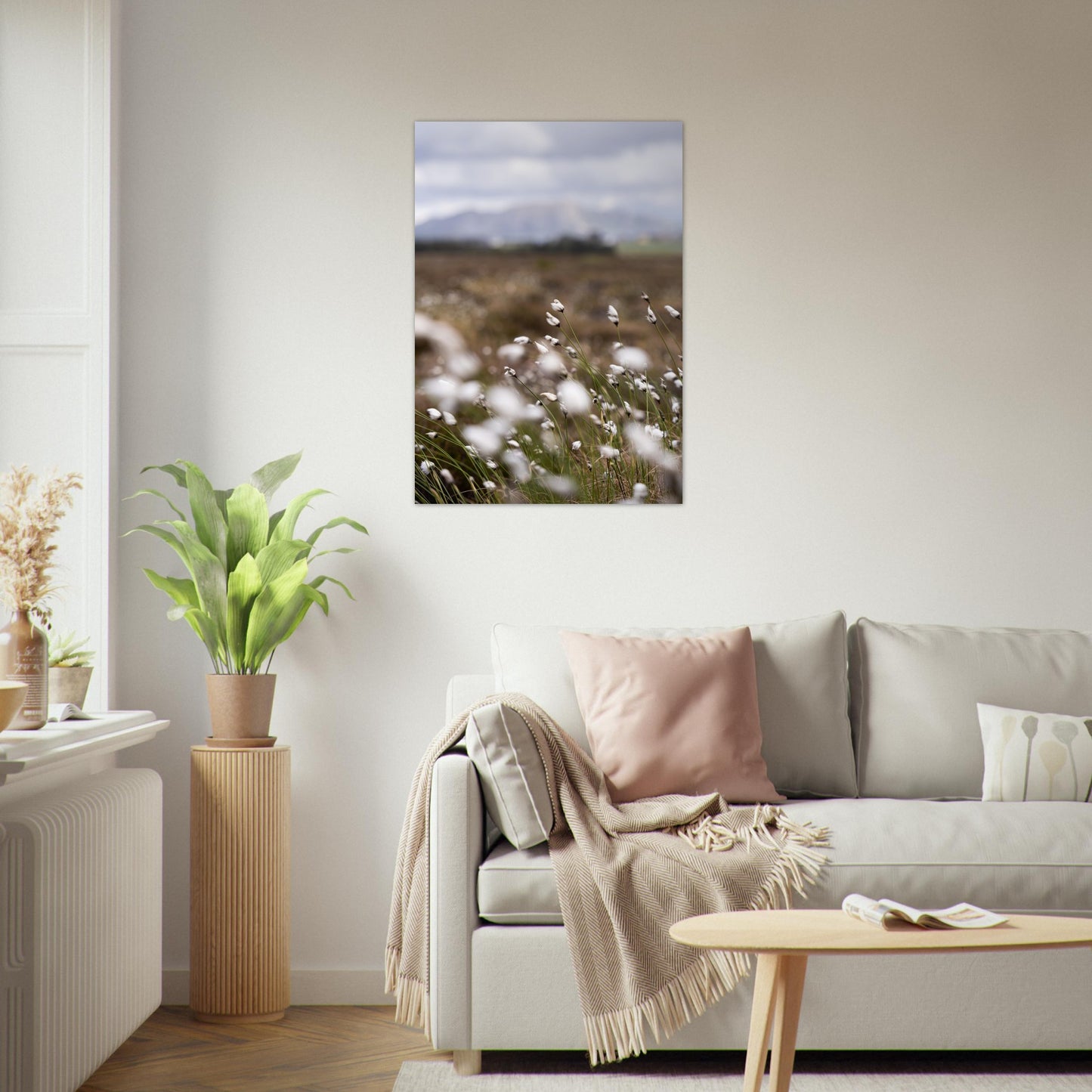Fotografi av myrull i en myr på Sunnmøre. Poster - Plakat