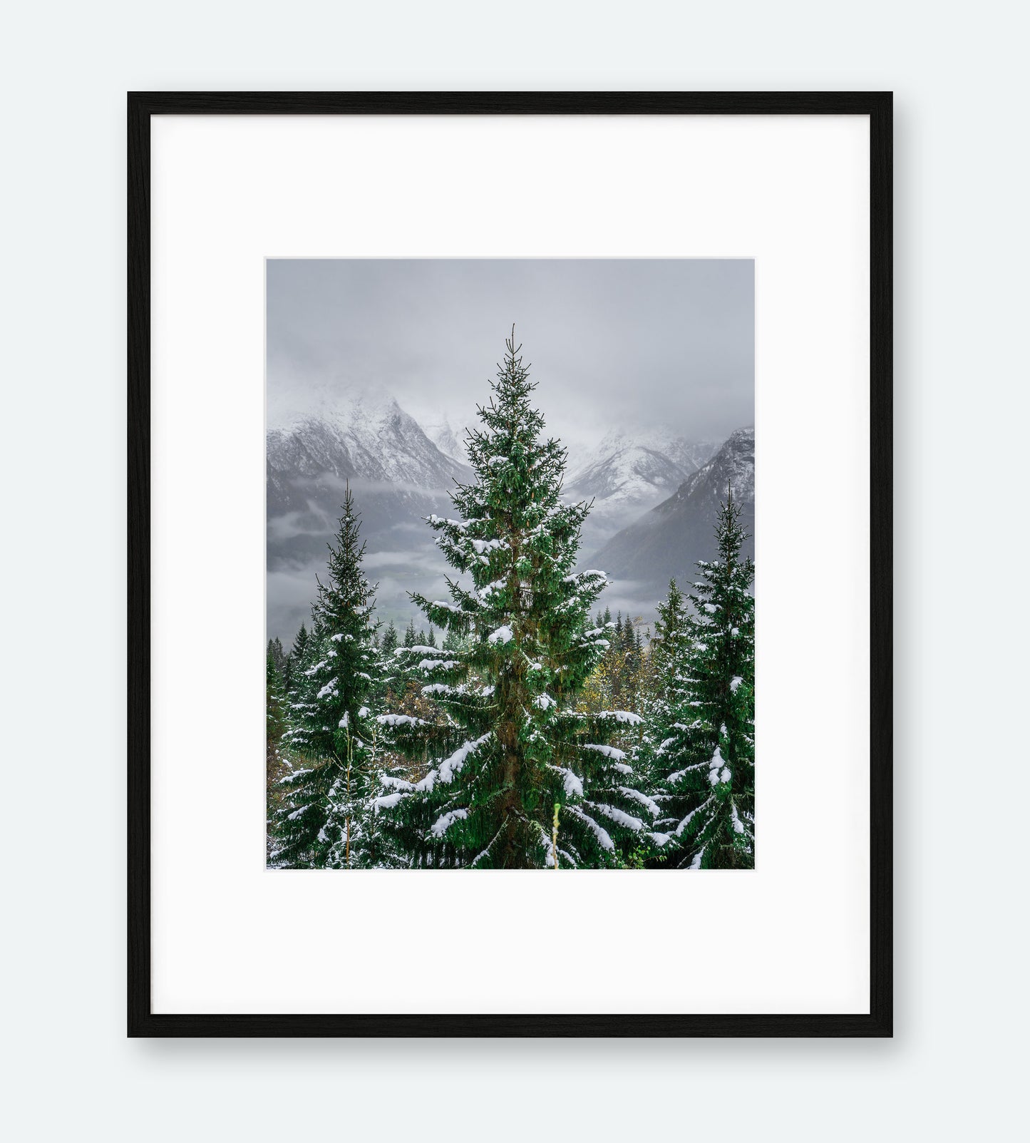 Granen | Fotokunst | Plakat | Poster | Veggkunst