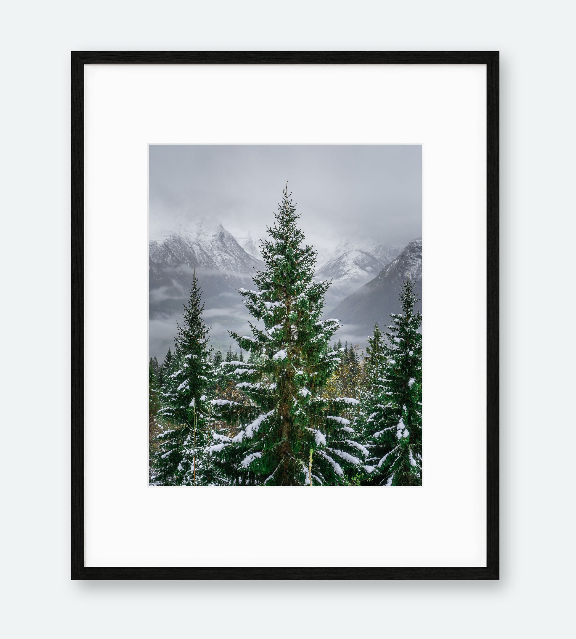 Granen | Fotokunst | Plakat | Poster | Veggkunst