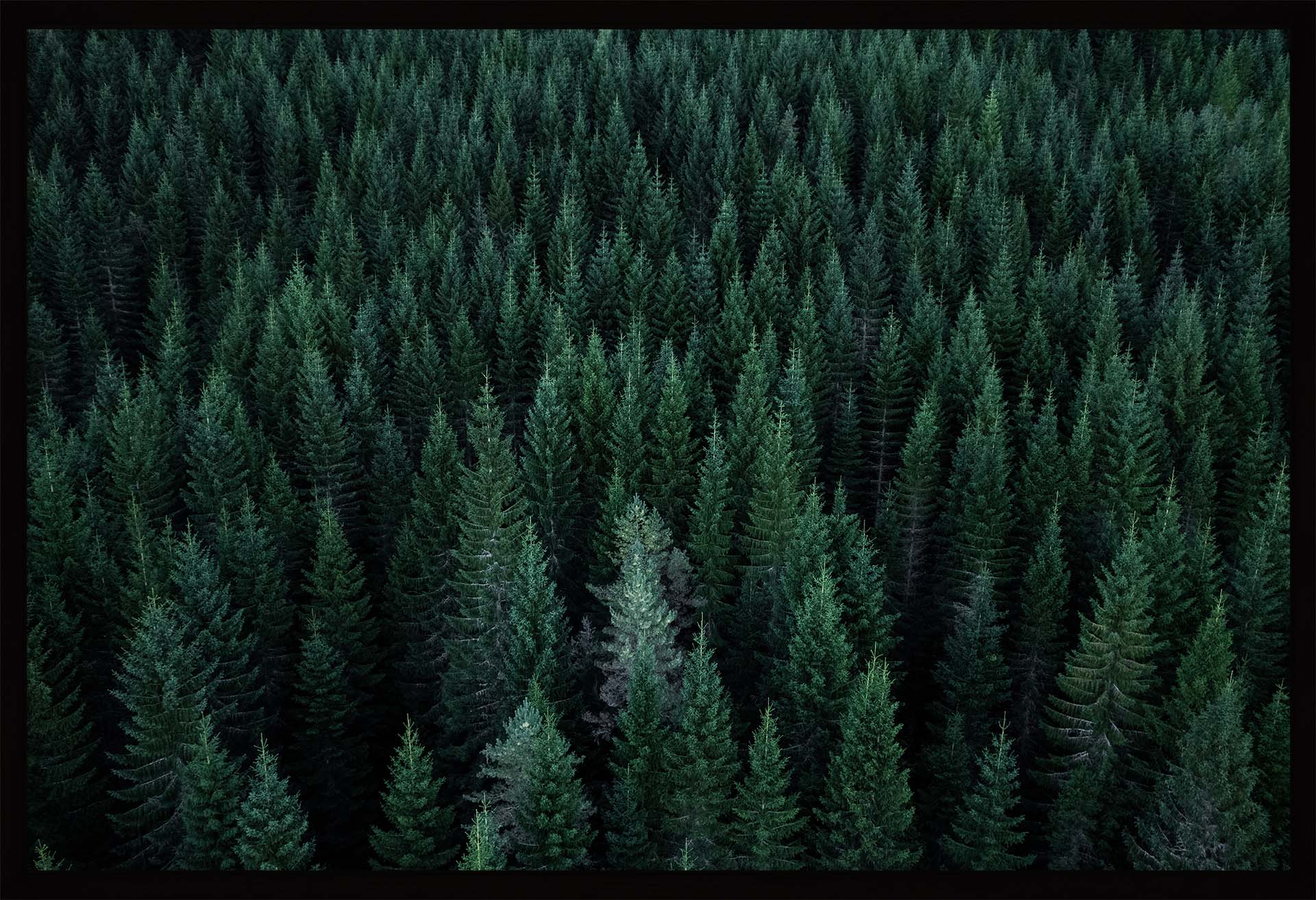 Skogen | Fotokunst | Plakat | Poster | Fotografi | Granskog