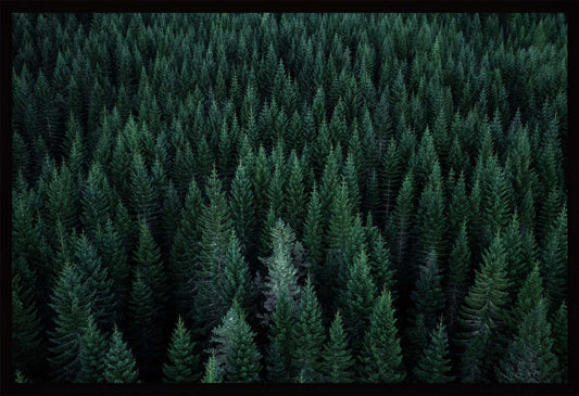 Skogen | Fotokunst | Plakat | Poster | Fotografi | Granskog