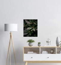 Last inn bildet i Galleri-visningsprogrammet, Blader No.7 | Fotokunst | Plakat
