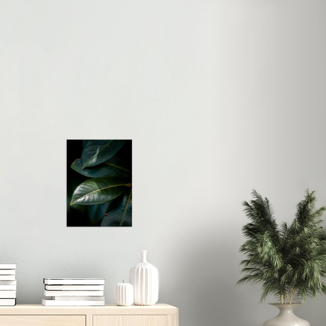 Blader | Fotokunst | Plakat | Poster | Mørkegrønn | Veggkunst